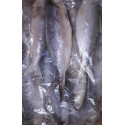 Whole Round Milkfish Approx.600- 800gr