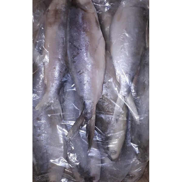 Whole Round Milkfish Approx.600- 800gr