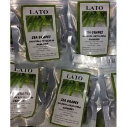 Sea Grapes / Lato 100gr- LATO